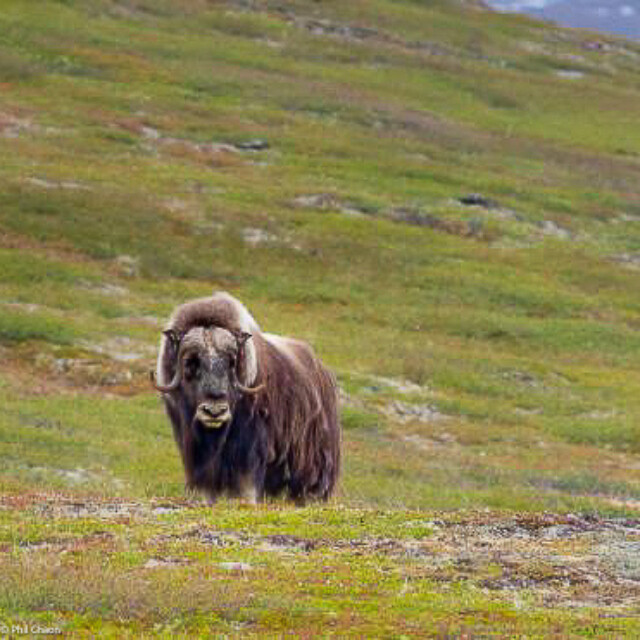 Muskox