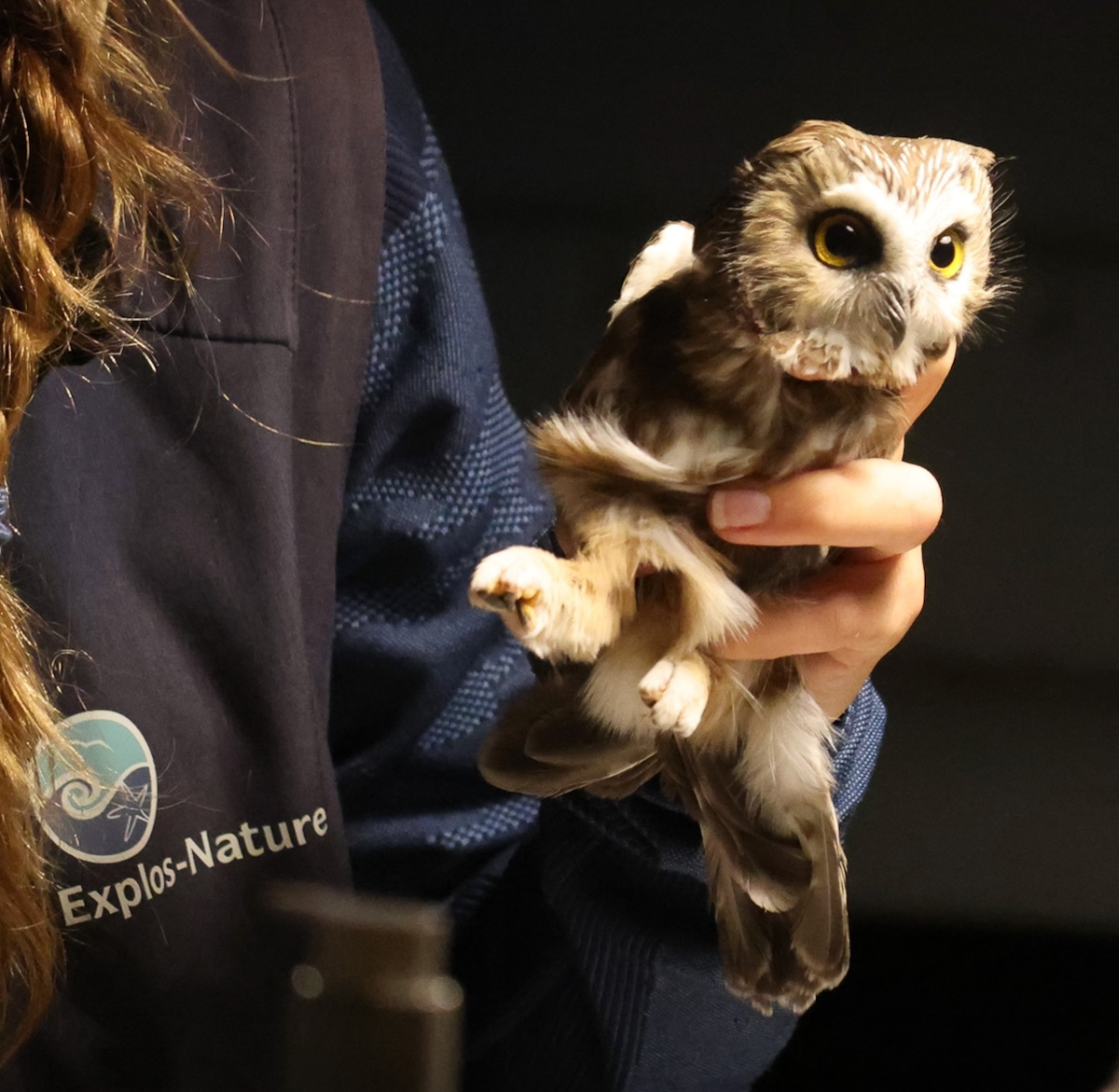 Northern Saw Whet Owl