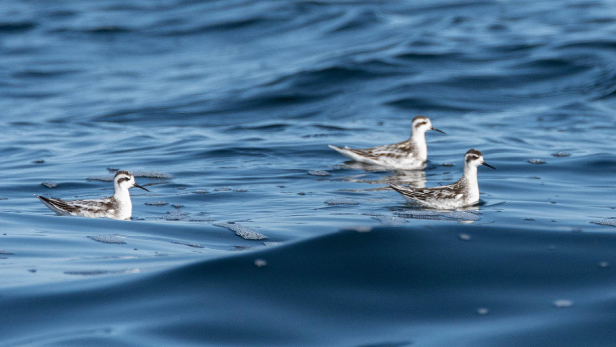 Red-necked Phalaropes 