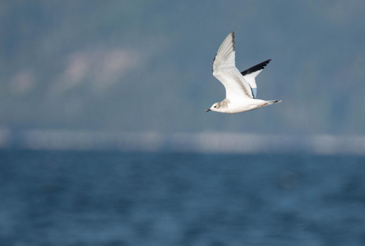 Sabine's Gull flying