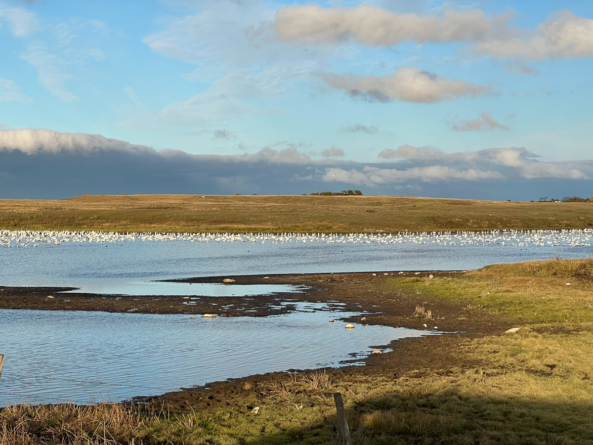 Snow Geese on lake