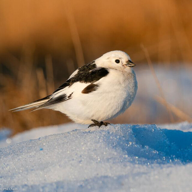Snow Bunting