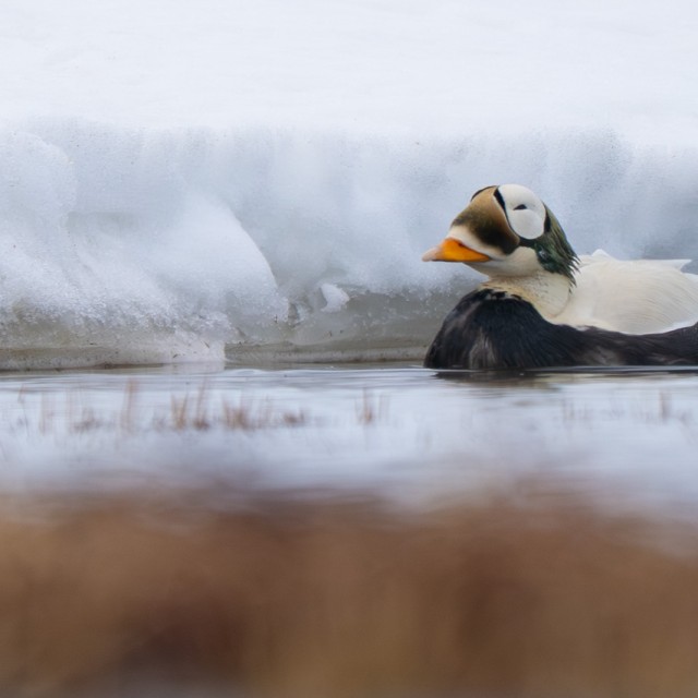 Spectacled Eider