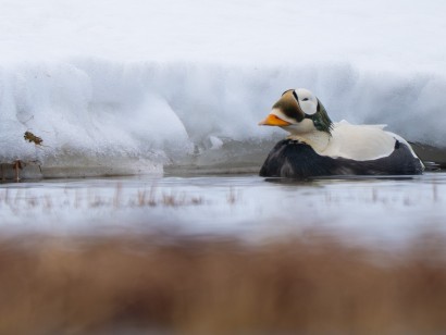 Alaska Birding