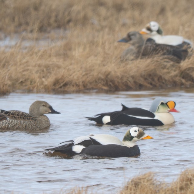 Spectacled & King Eiders