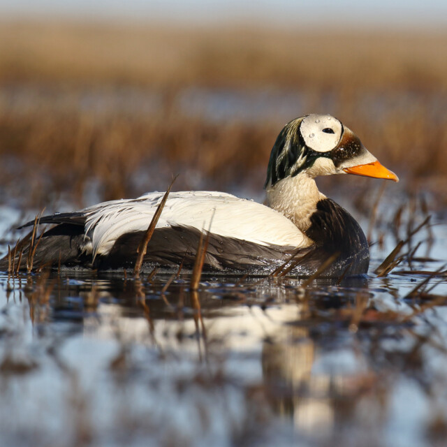 Adult male Spectacled Eider (Somateria fischeri) swimming in tundra lake during the breeding season in arctic Alaska, United States.