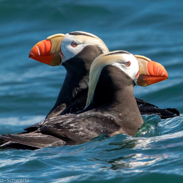 Tufted Puffin