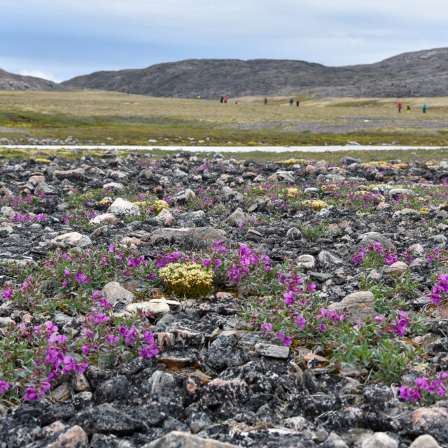 Wildflowers on the tundra, South Baffin Island