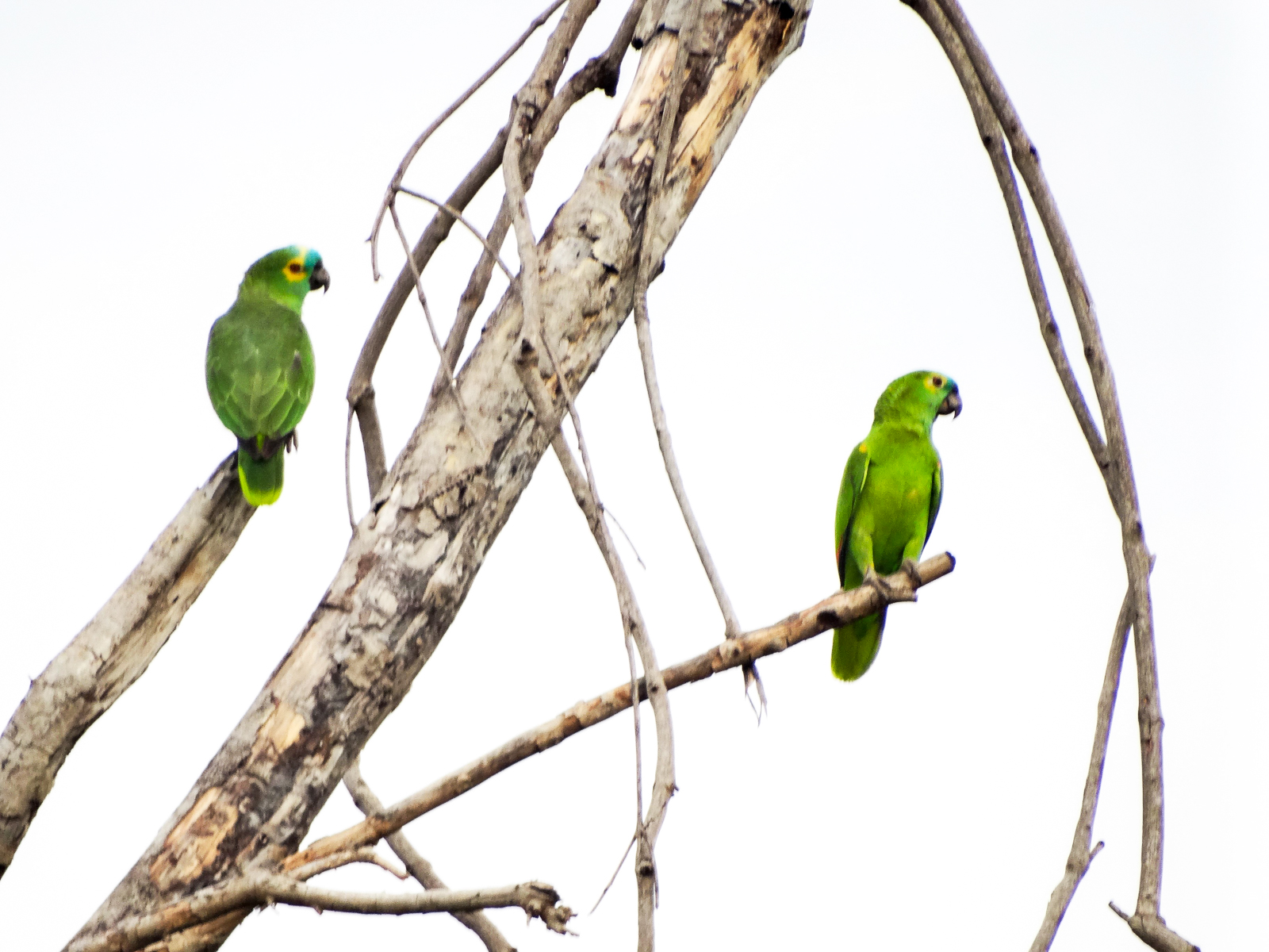 Turquoise-fronted Parrots, Brazil