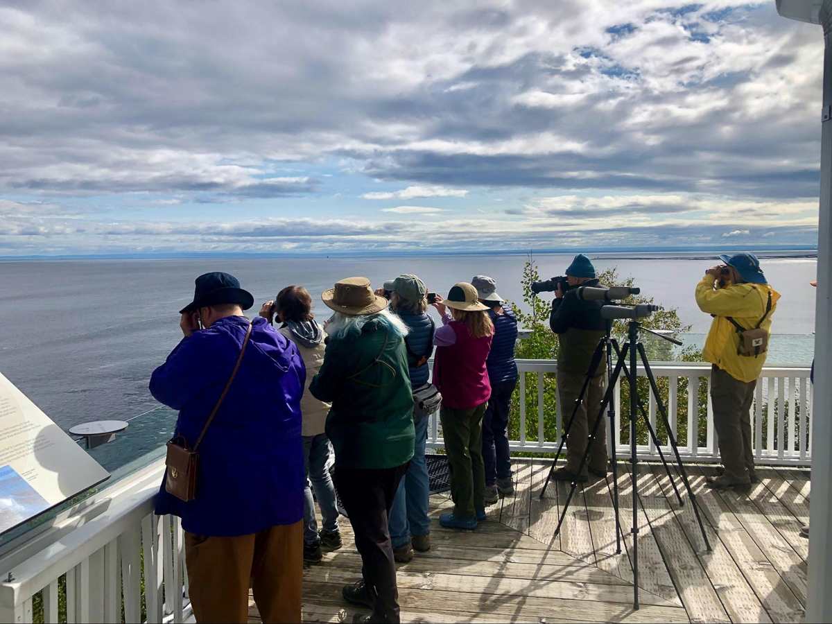 Watching Beluga whales from deck