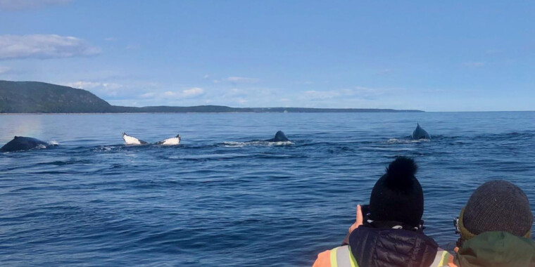 Quebec: Birds & Whales Trip Report 2023