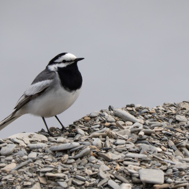 White Wagtail