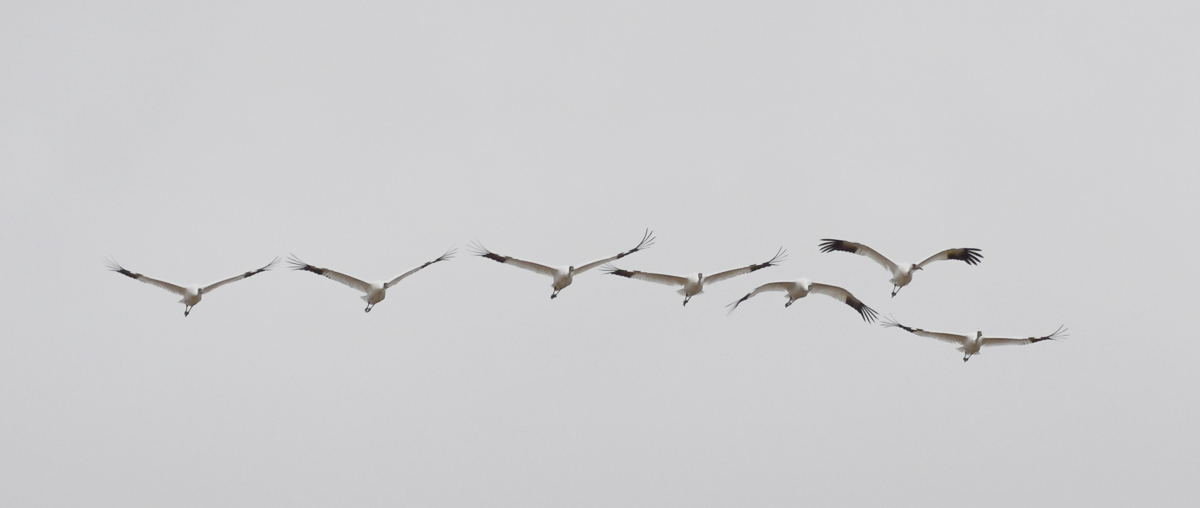 Whooping Cranes in flight