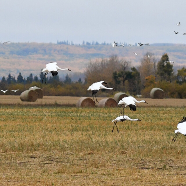 Whooping Cranes landing in field