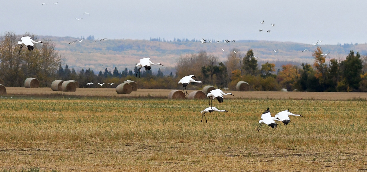 Whooping Cranes landing in field