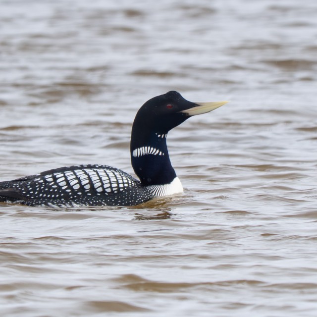 Yellow-billed Loon