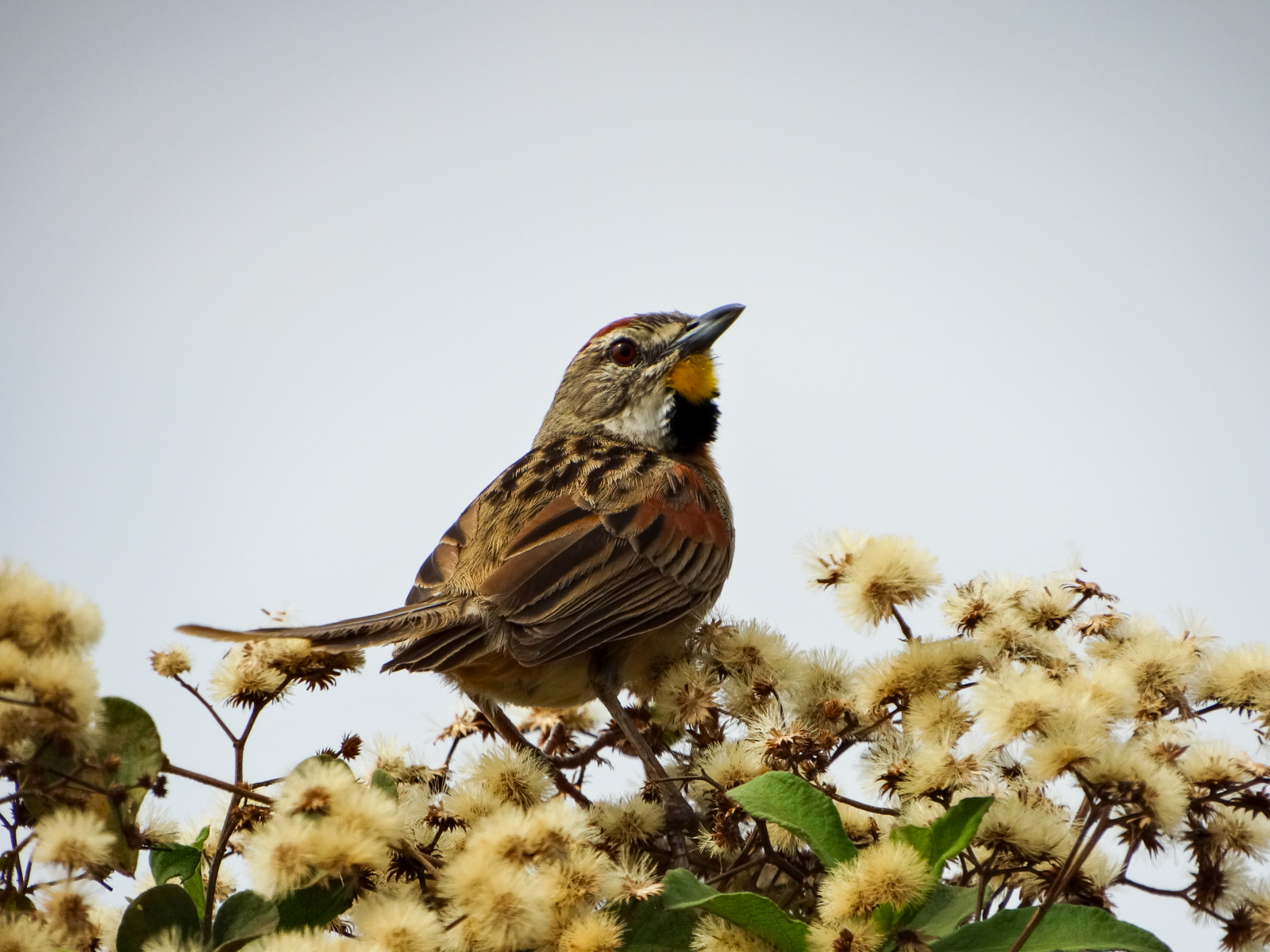 Chotoy Spinetail, Brazil