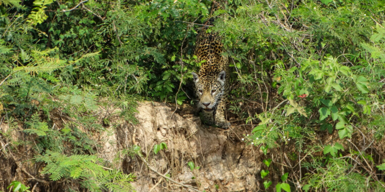 Brazil Amazon & Pantanal Trip Report 2023