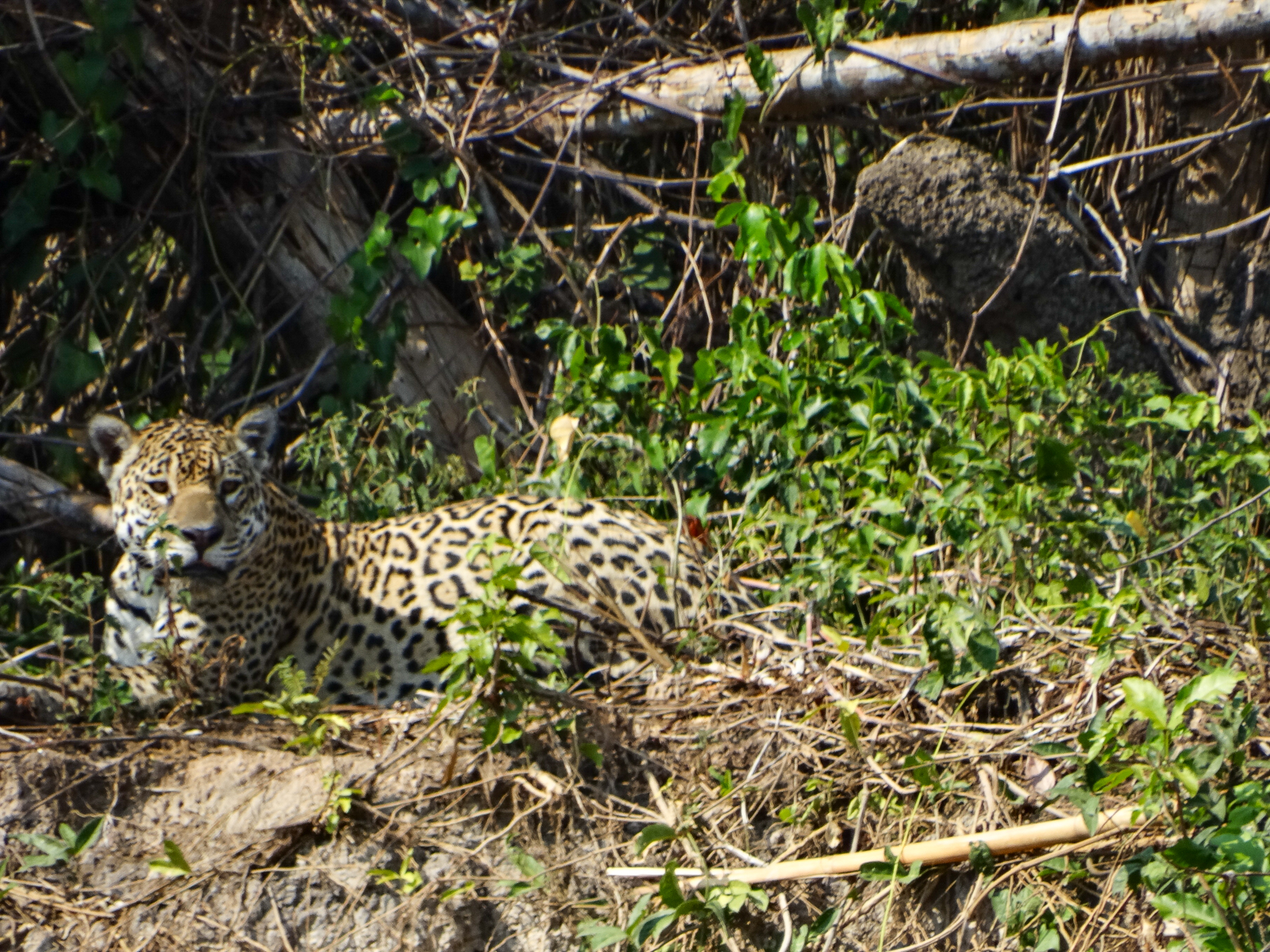 Jaguar in Brazil's Pantanal