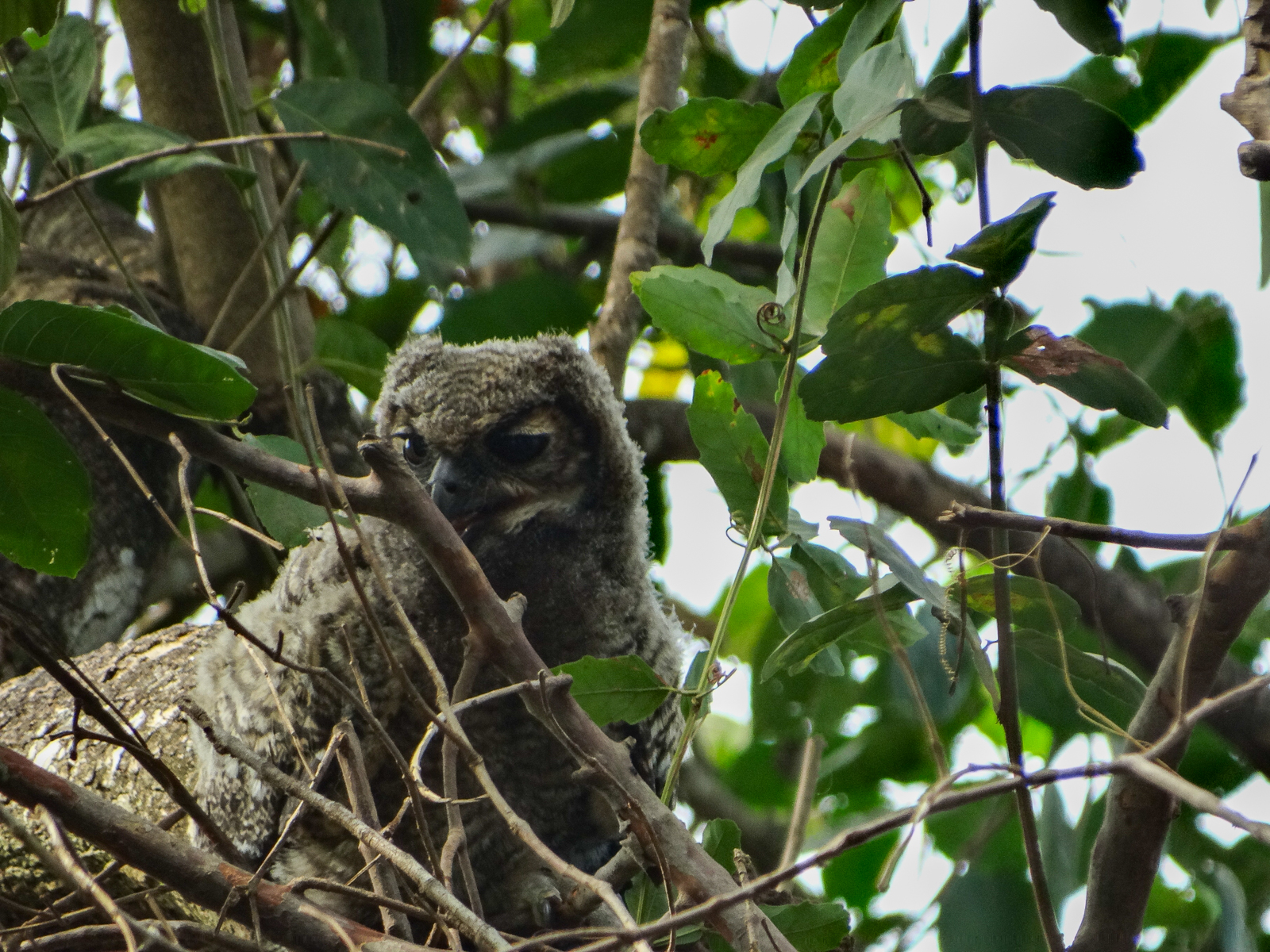 Lesser Horned-Owl fledgling 