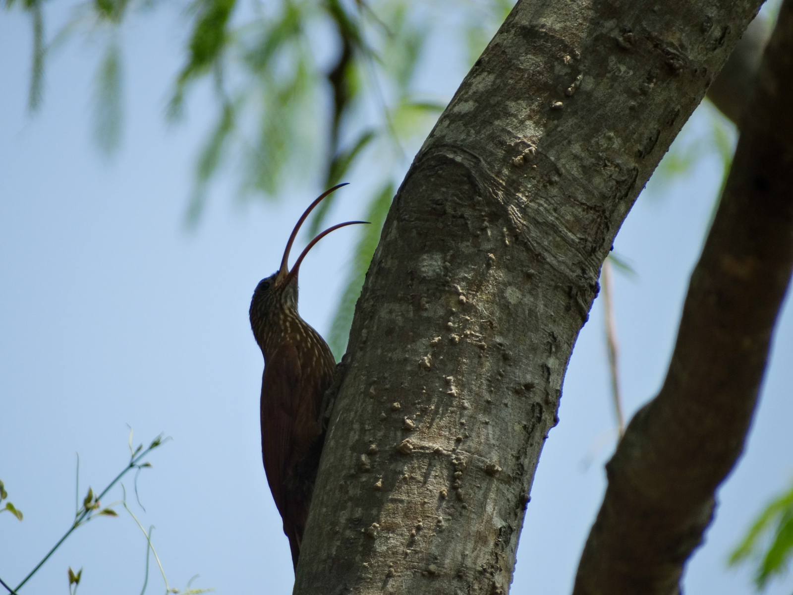 Red-billed Scythebill
