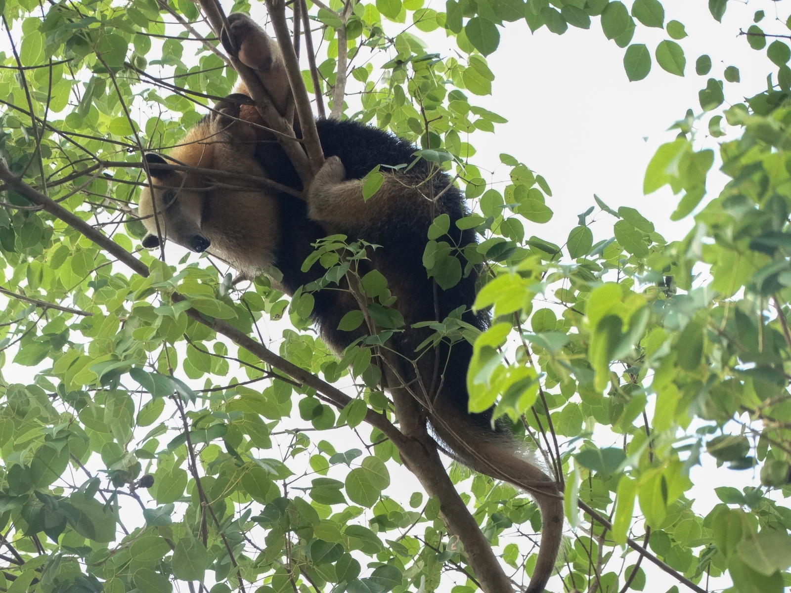 Southern Tamandua, Brazil