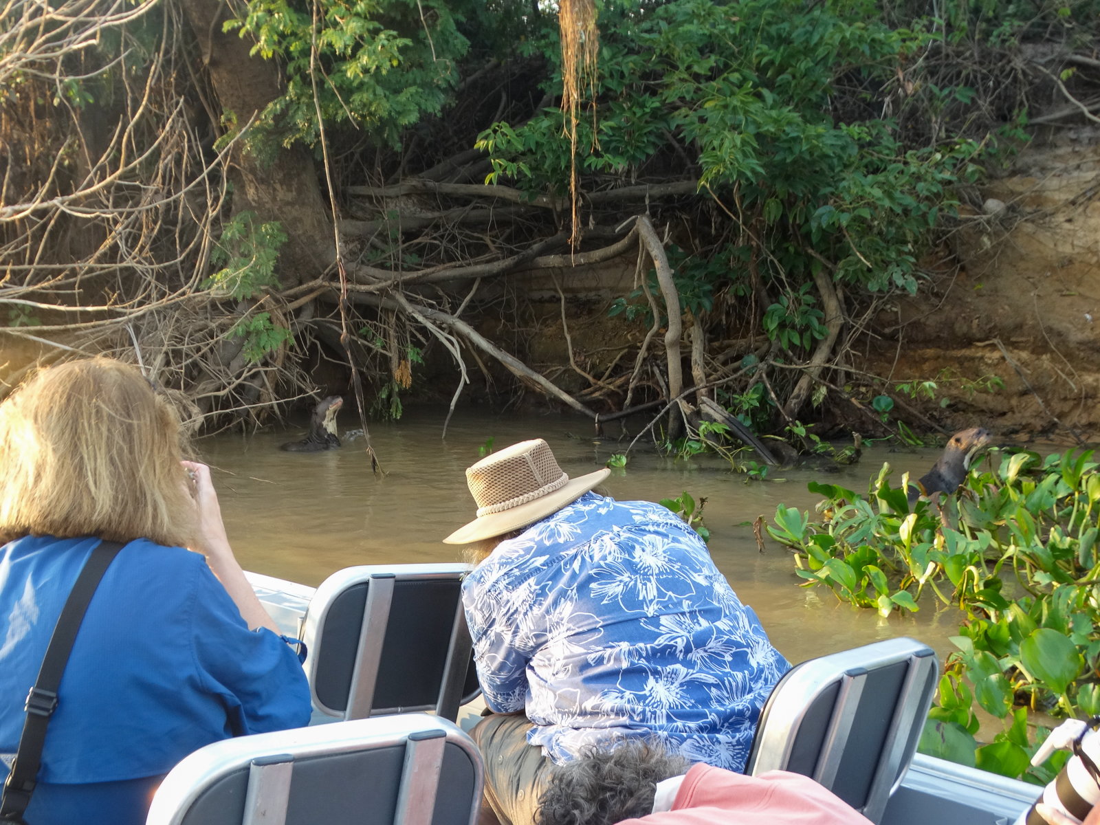 Watching giant otters from boat
