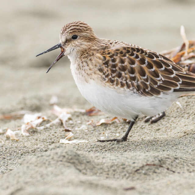 Baird's Sandpiper