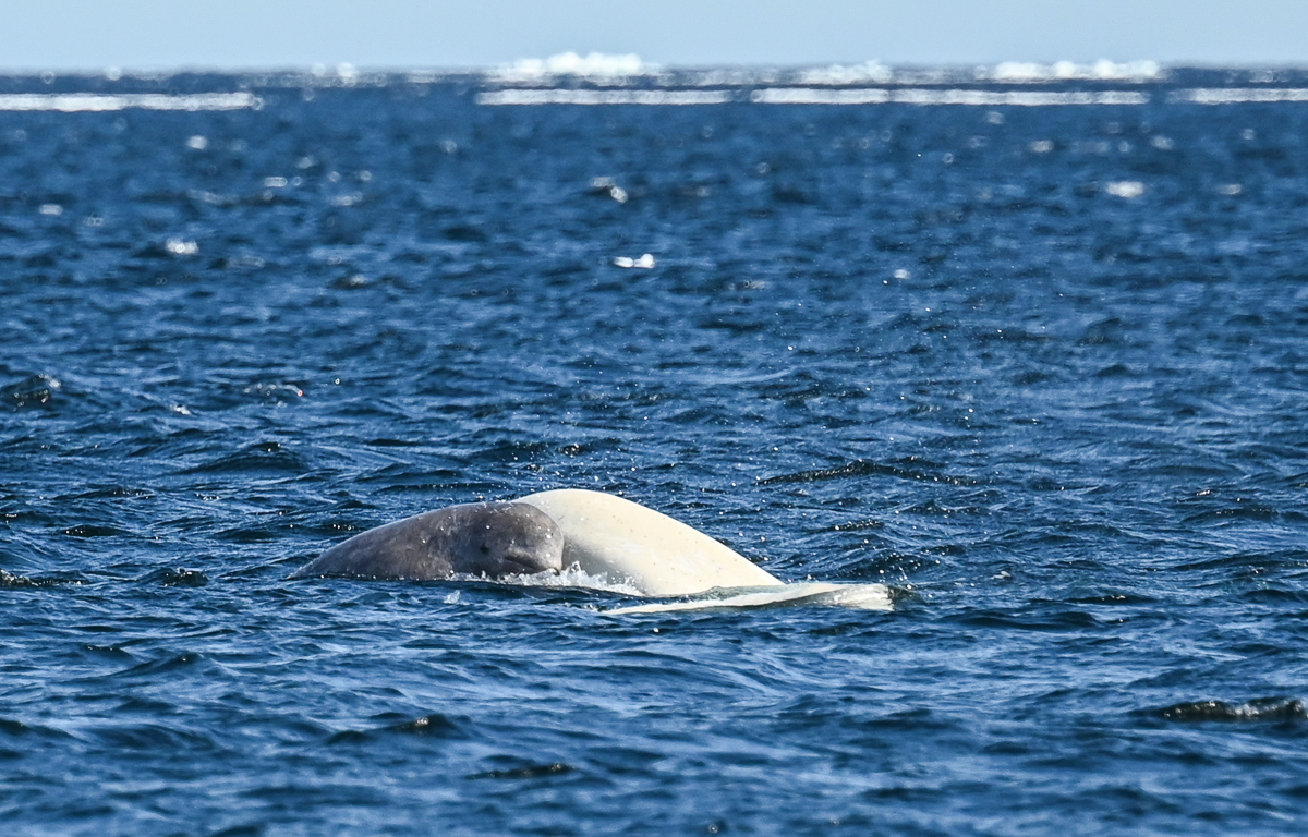 Beluga mother and calf