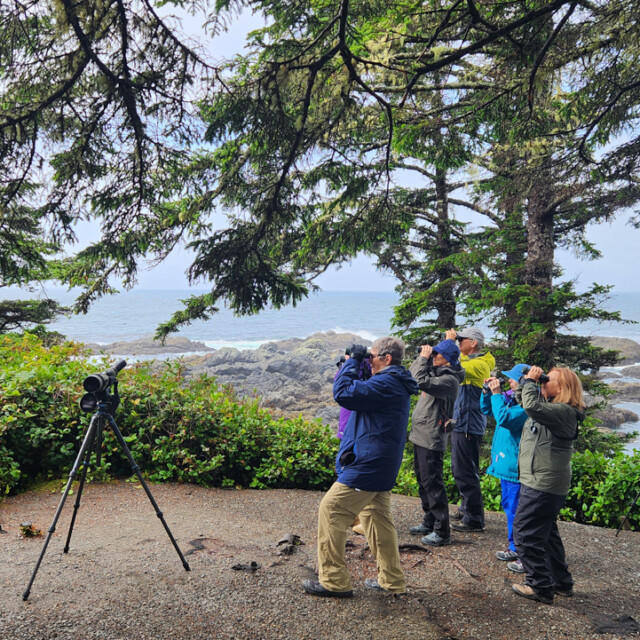 Birding Pacific Rim
