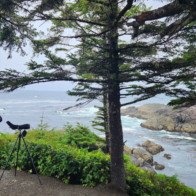 Birding Pacific Rim