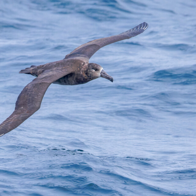 Black-footed Albatross