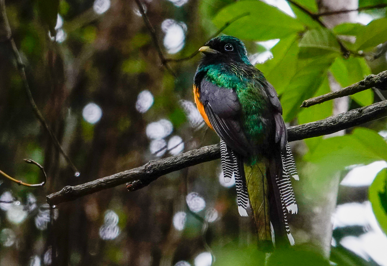 Black-throated Trogon