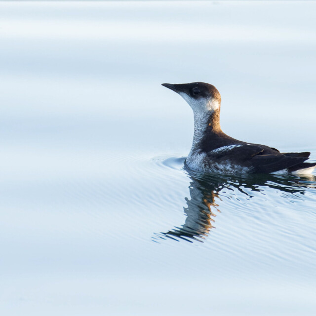 Marbled Murrelet