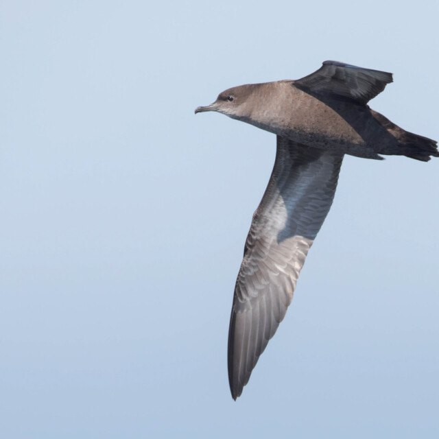 Short-tailed Shearwater