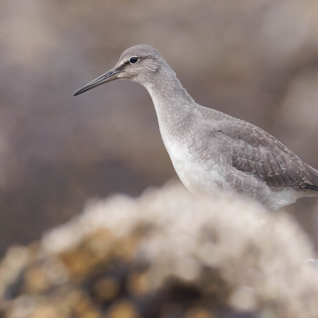Wandering Tattler