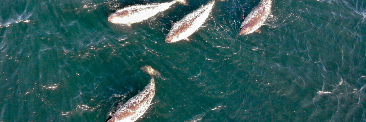 Narwhals & Polar Bears: Arctic Bay 2023 Trip Report