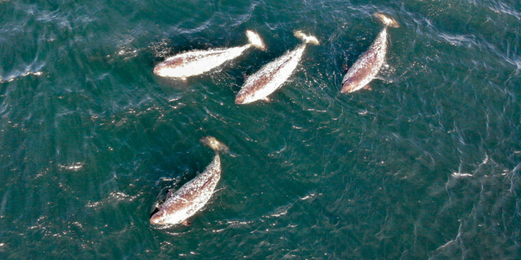 Narwhals & Polar Bears: Arctic Bay 2023 Trip Report