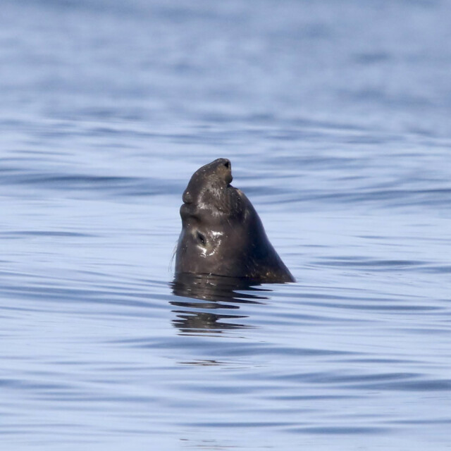 Elephant Seal