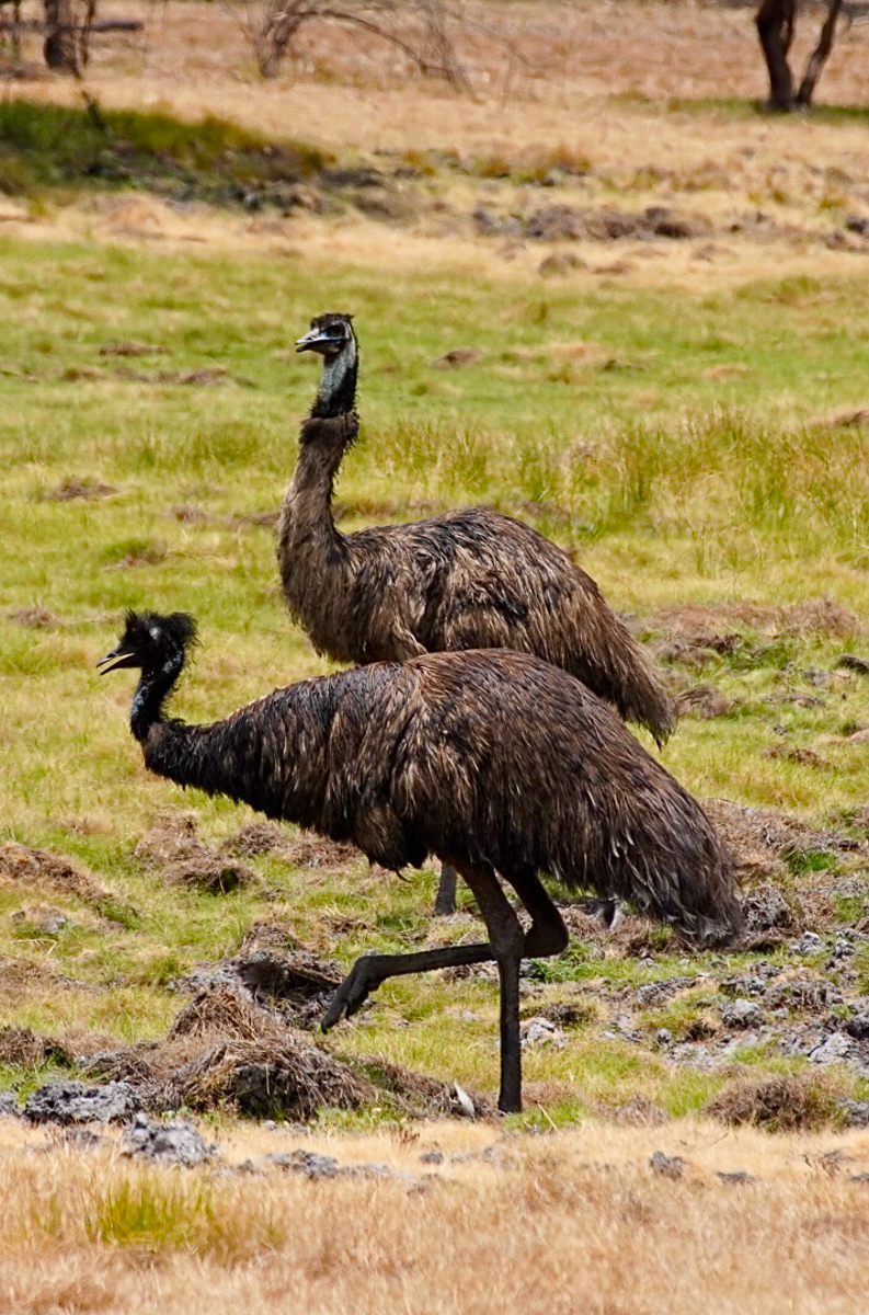 Emu Australia