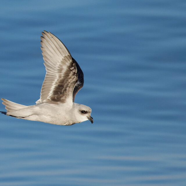 Fork-tailed Storm Petrel