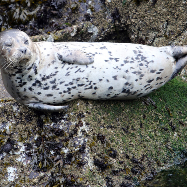 Harbour Seal