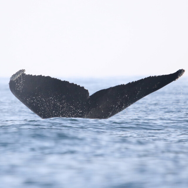 Humpback Whale