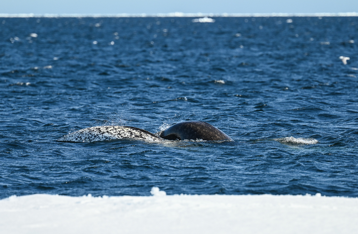 Narwhal mother and calf
