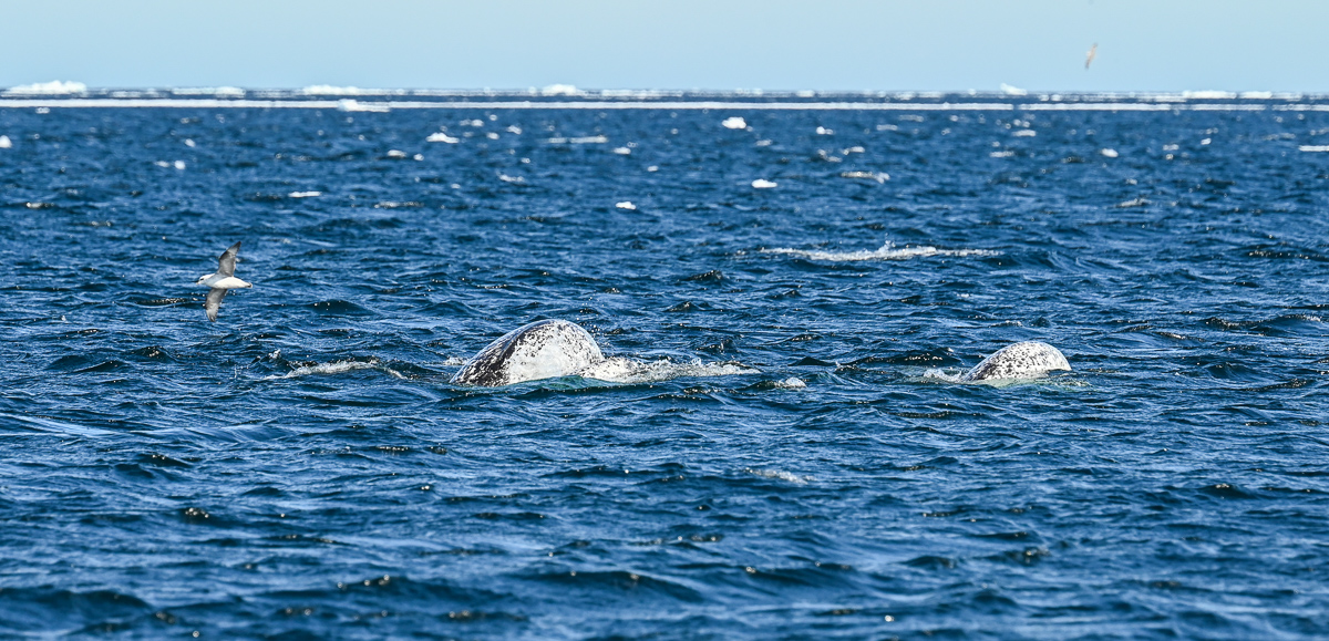 Narwhal surfacing at the floe edge