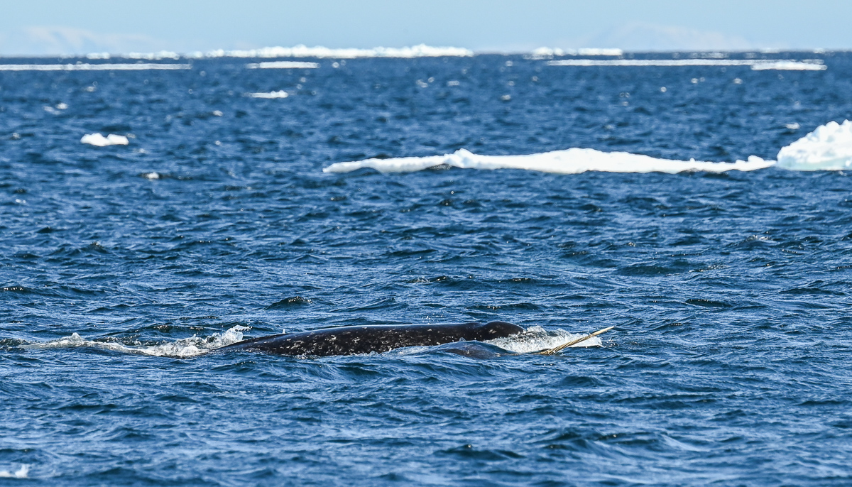 Narwhal tusk sighting 