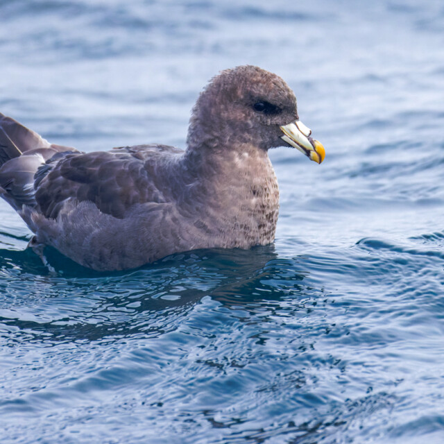 Northern Fulmar