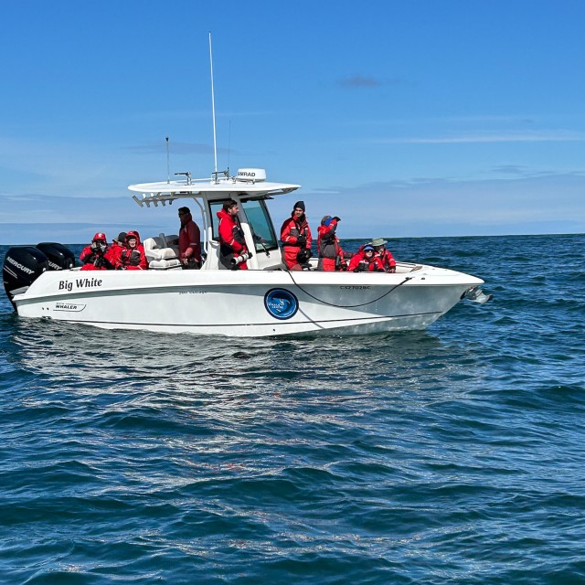 Boston Whaler, pelagic boat