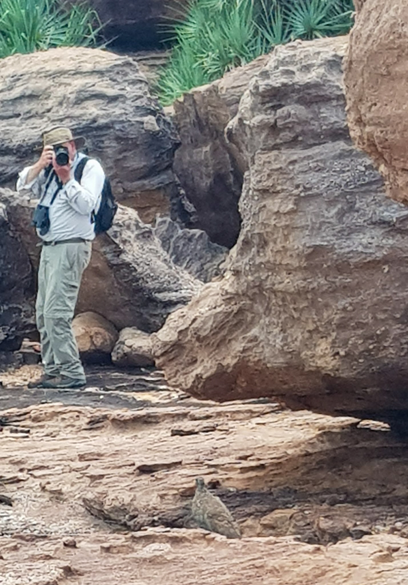Photographer and Chestnut-quilled Rock-Pigeon