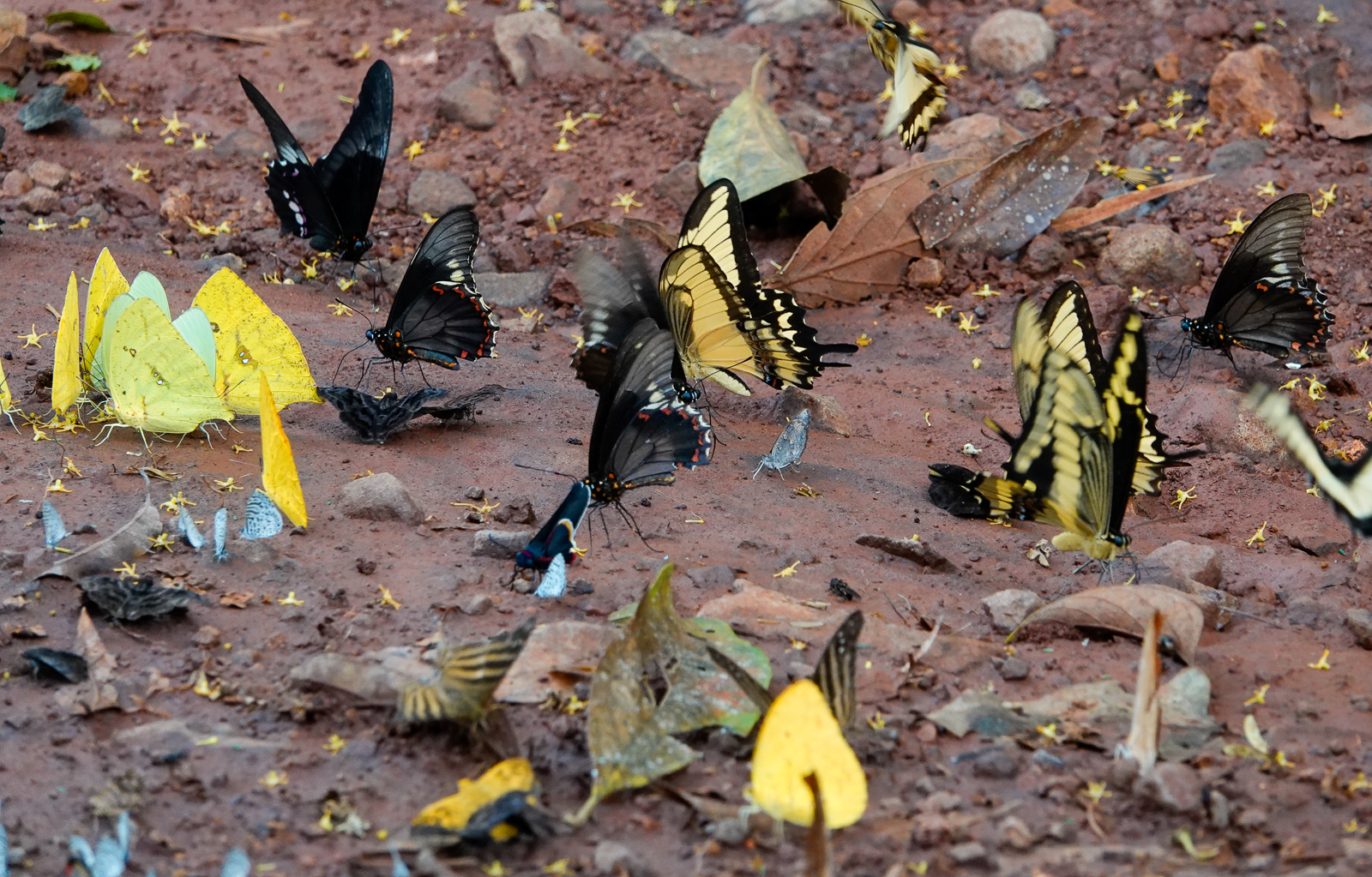 Puddling butterflies